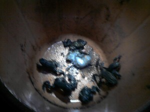 Rescued Toads