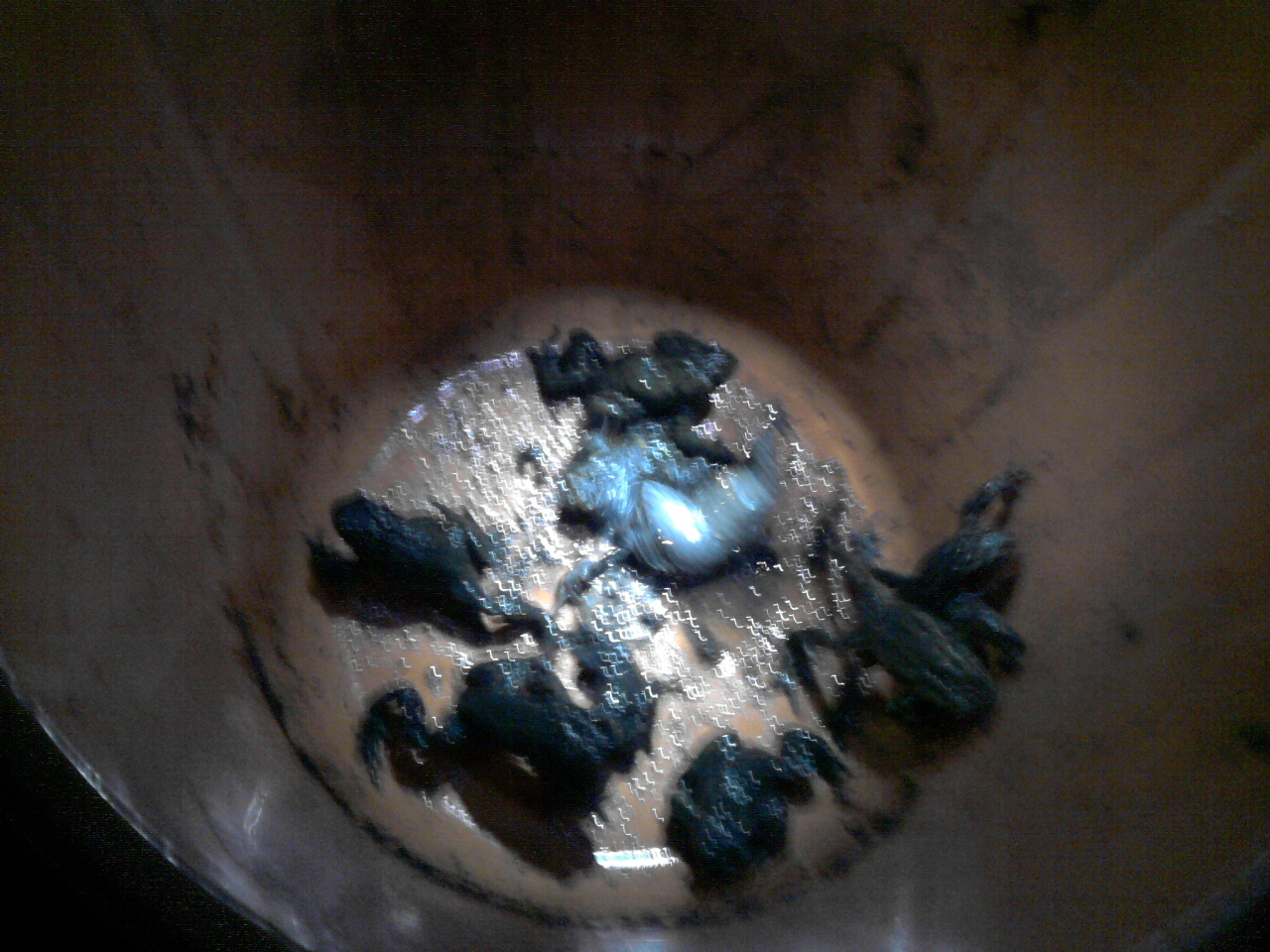 Llyffantod wedi eu hachub / Rescued Toads